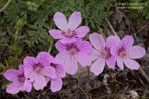 Vegetación y Flora de la Sierra Norte