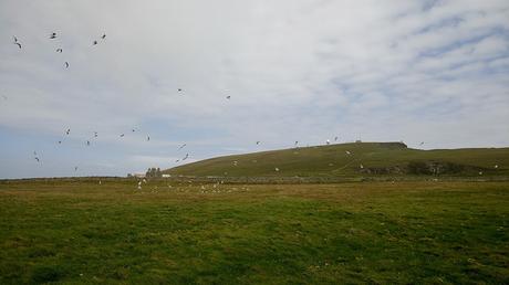 Sumburgh - Shetland