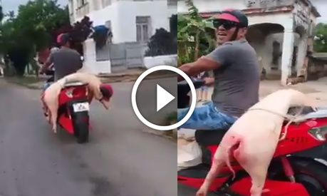 Se viraliza el video de un cubano con el puerco en la moto y un casco