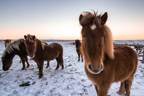 Qué-puedo-Ver-en-Islandia-12-Cosas-para-VER-en-Islandia-Ir-a-Caballo-1 ¿Qué puedo Ver en Islandia? - 12 Cosas para VER en Islandia