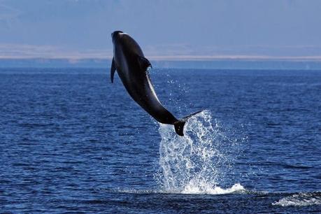 tour-de-avistamiento-de-ballenas ¿Qué puedo Ver en Islandia? - 12 Cosas para VER en Islandia