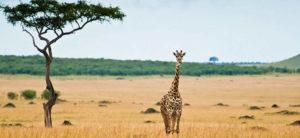 Los-mejores-Destinos-para-ir-de-Vacaciones-Safari-por-Kenia ¿Dónde viajar en Enero? » Lista Completa de los mejores Destinos del mes de Enero
