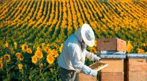 La Vida Detras De Las Abejas!!!!