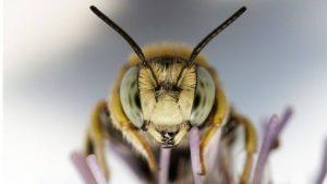 La Vida Detras De Las Abejas!!!!