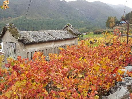 Sur de Ourense: Baixa Limia y Terras de Celanova en un fin de semana