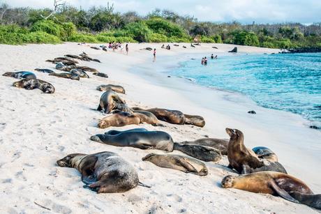 Cuándo-es-el-mejor-momento-para-viajar-a-las-Islas-Galápagos-3 ¿Cuál es la MEJOR época para visitar Isla Galápagos?