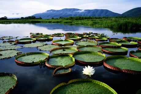 El-mejor-momento-para-visitar-el-Pantanal-Brasil ¿Cuál es la MEJOR época para visitar Brasil?