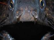 criaturas horripilantes albergan profundidades marinas