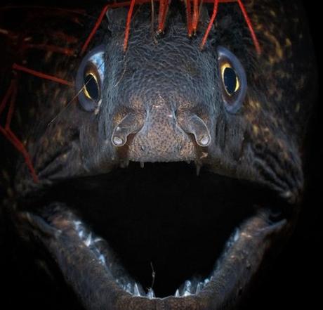Las criaturas horripilantes que albergan las profundidades marinas