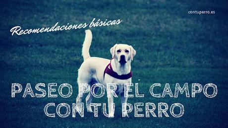 Pasear con tu perro por el campo