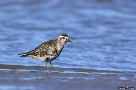 Chorlos pampa en la playa