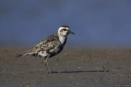 Chorlos pampa en la playa