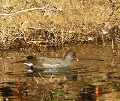 Gallinetas por Verdicio