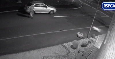 Perro abandonado por su dueño.