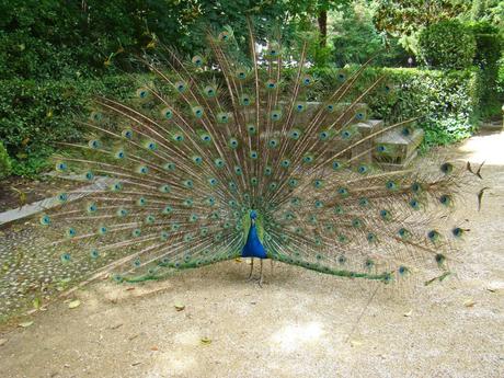 Pavos Reales Campo Grande