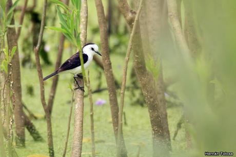 Primer registro de viudita banca para Monte