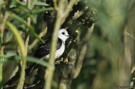 Primer registro de viudita banca para Monte