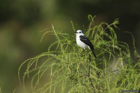 Primer registro de viudita banca para Monte