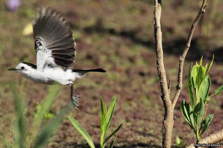 Primer registro de viudita banca para Monte