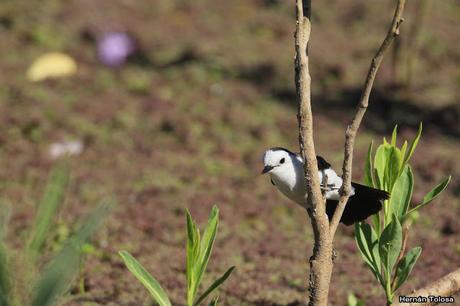 Primer registro de viudita banca para Monte
