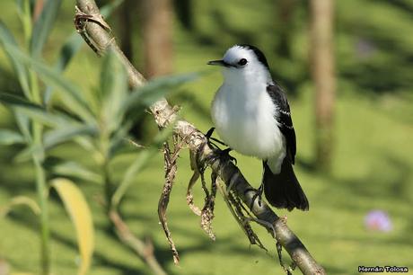 Primer registro de viudita banca para Monte
