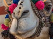 Concursos belleza camellos
