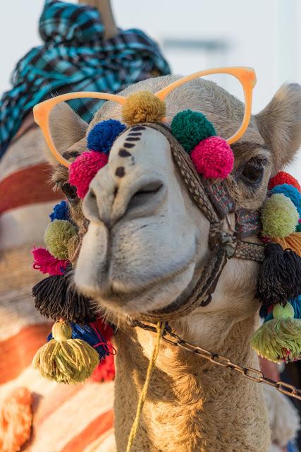 Concursos de belleza de camellos