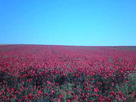 Que hablen ellos (como es tradición)