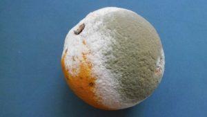 Moho U Hongos. Más Que Un Simple Olor A Humedad.