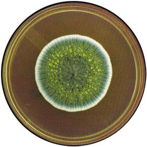 Moho U Hongos. Más Que Un Simple Olor A Humedad.