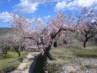 ES ALARGADA LA SOMBRA...