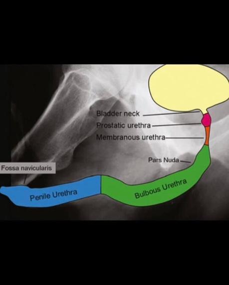 Radiologia convencional y anatomía Radiologia convencional y anatomía