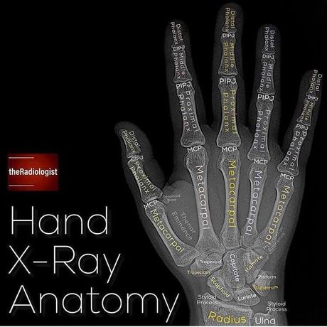 Radiologia convencional y anatomía Radiologia convencional y anatomía