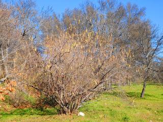 1 de Enero; Invierno o verano?