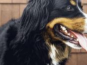 razas perro amigables
