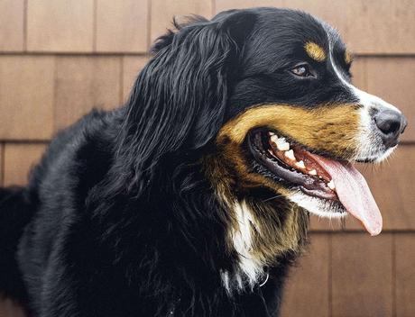 Las razas de perro más amigables