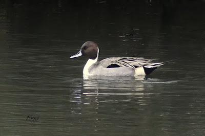 PORRÓN BOLA EN SANTOÑA