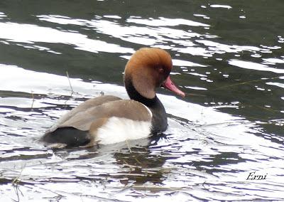 PORRÓN BOLA EN SANTOÑA