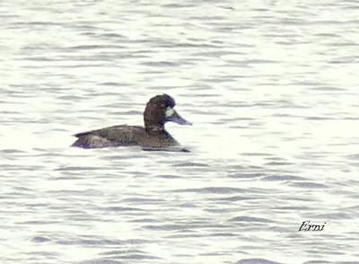 PORRÓN BOLA EN SANTOÑA