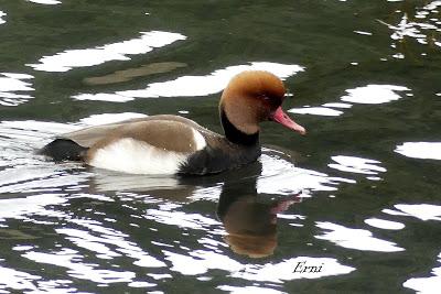 PORRÓN BOLA EN SANTOÑA