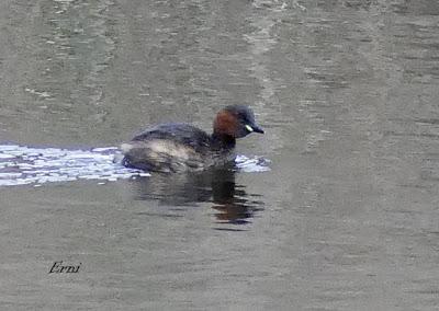 PORRÓN BOLA EN SANTOÑA