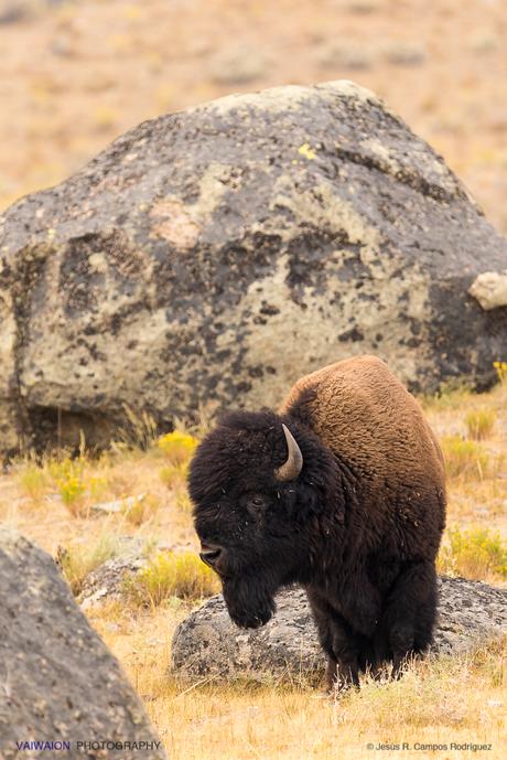 Ejemplar joven de bisonte. En la segunda parte, veremos más fotos de los legendarios buffalo