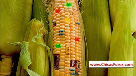 El maíz modificado con CRISPR puede estar pronto listo para el mercado maiz transgenico consecuencias, tipos de maiz transgenico, maiz transgenico proceso, maiz transgenico pdf, caracteristicas del maiz transgenico, maiz transgenico ventajas y desventajas, maiz geneticamente modificado wikipedia, maiz transgenico daños a la salud