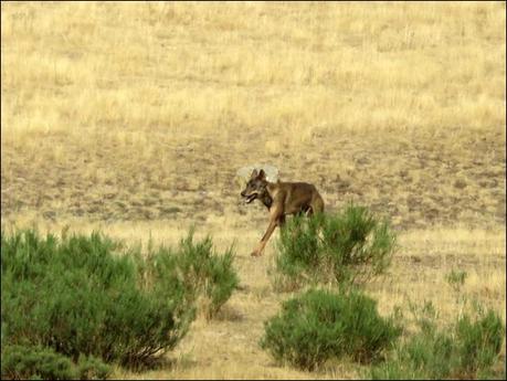 El lobo no come al lobo