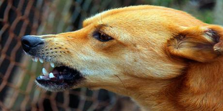 Síntomas de la rabia en perros