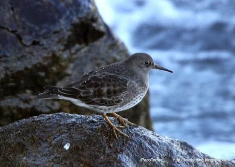Calidris maritima