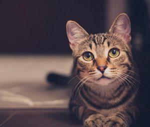 Curiosidades De Los Gatos Curiosidades De Los Gatos