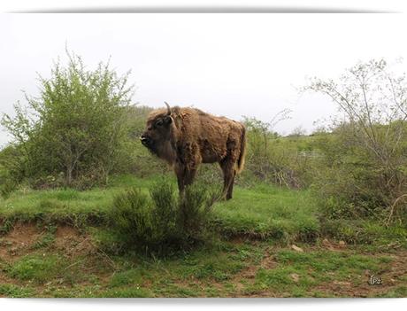 No me toquen el bisonte