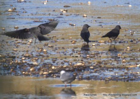Cinco grajillas en el Parc Fluvial