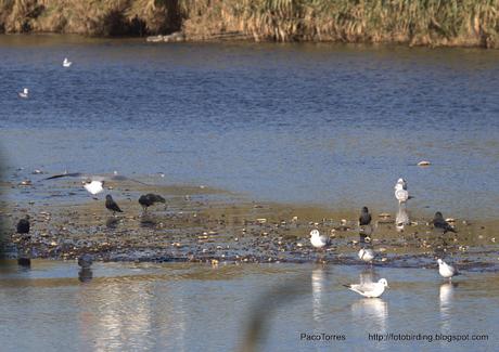 Cinco grajillas en el Parc Fluvial